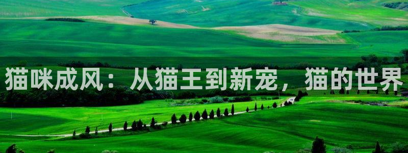 秋霞影院 伦理片：猫咪成风：从猫王到新宠，猫的世界